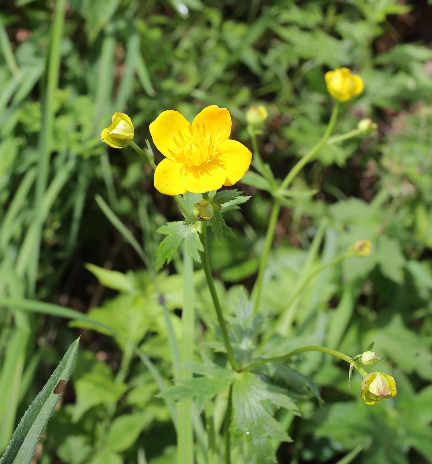 Image of Trollius hondoensis Nakai