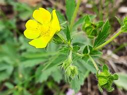 Image of Potentilla divaricata DC.