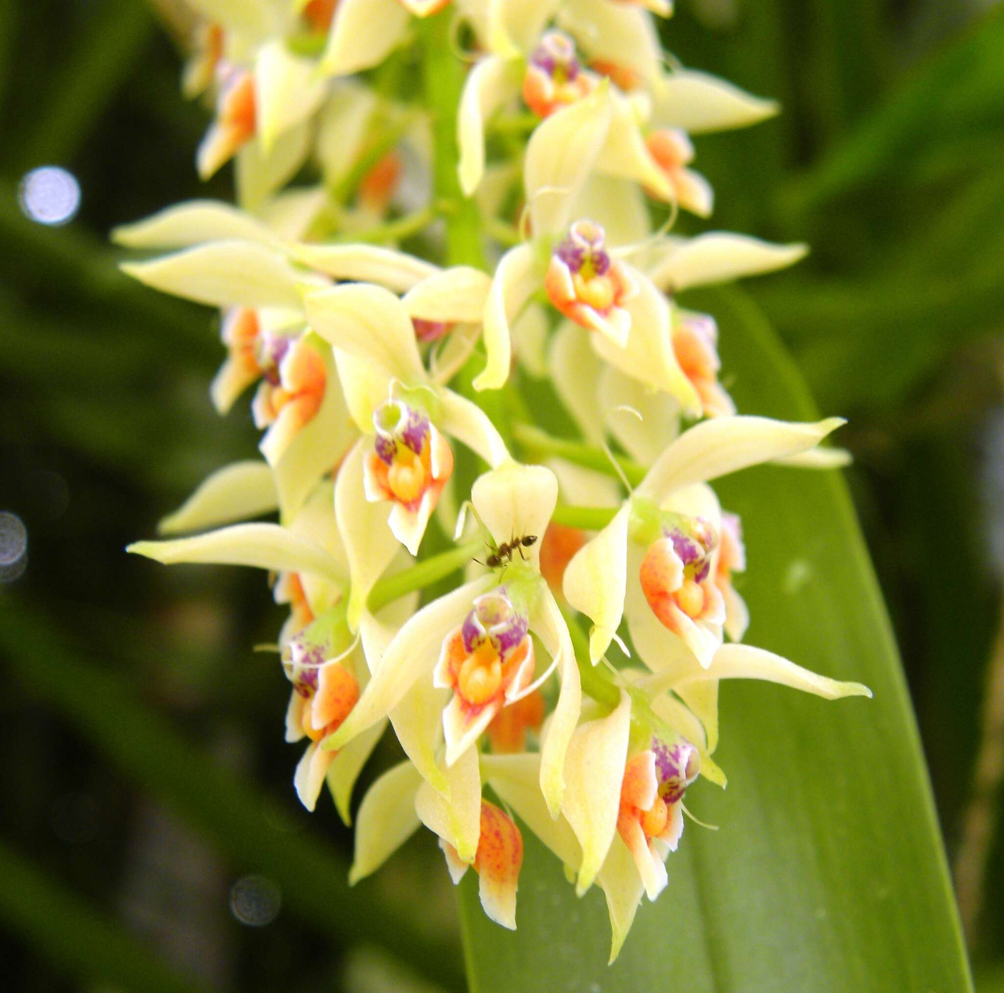 Image of Epidendrum ferrugineum Ruiz & Pav.