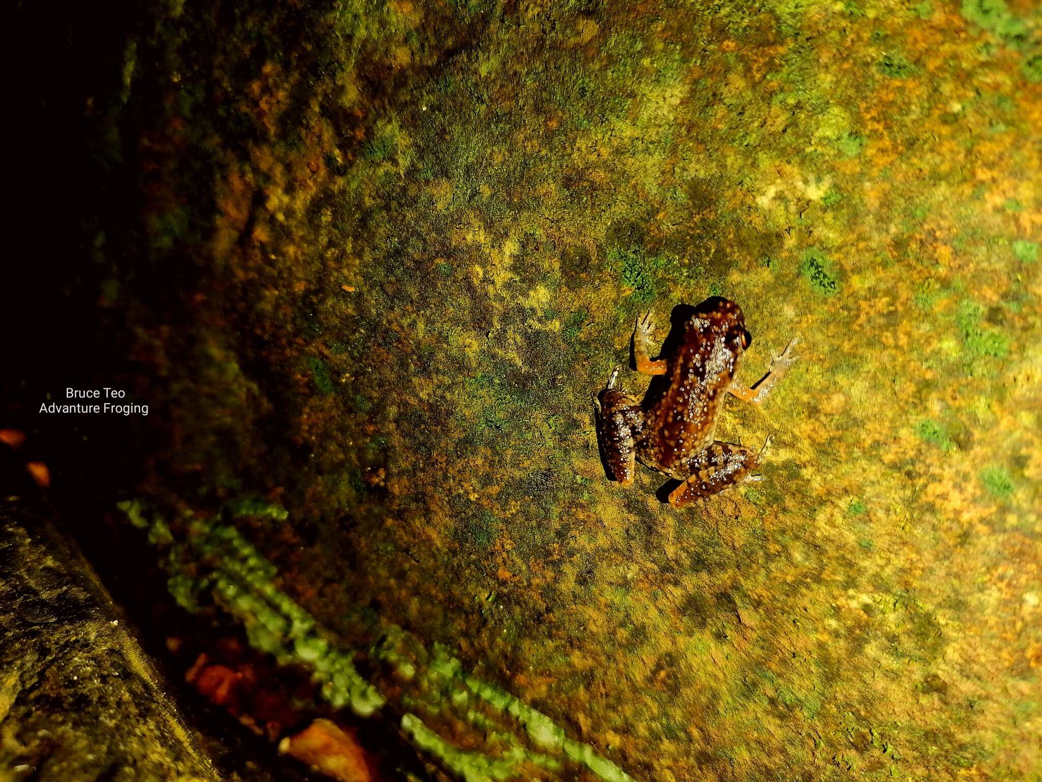 Image of Leptobrachella mjobergi Smith 1925