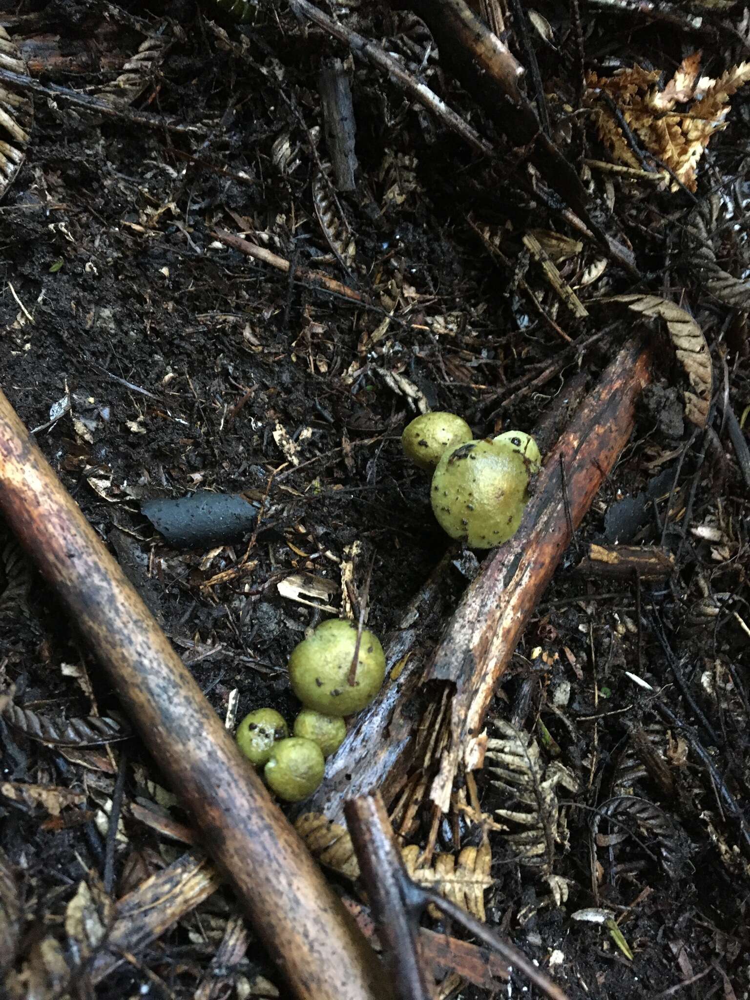 Слика од Cortinarius calaisopus Soop 2013