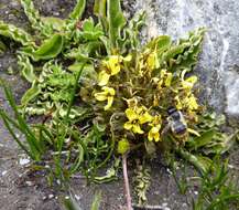 Soroseris erysimoides (Hand.-Mazz.) C. Shih的圖片