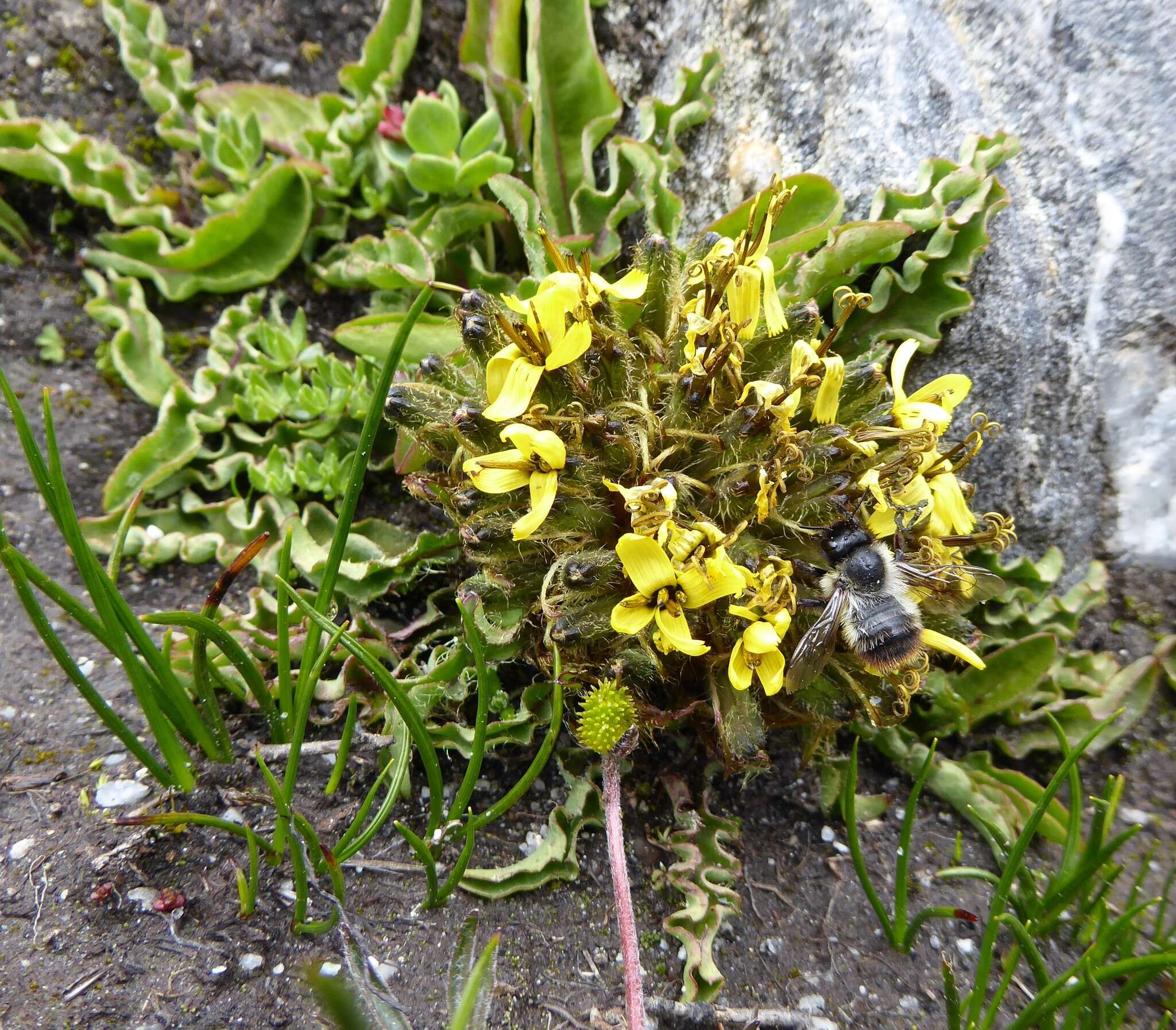 Слика од Soroseris erysimoides (Hand.-Mazz.) C. Shih