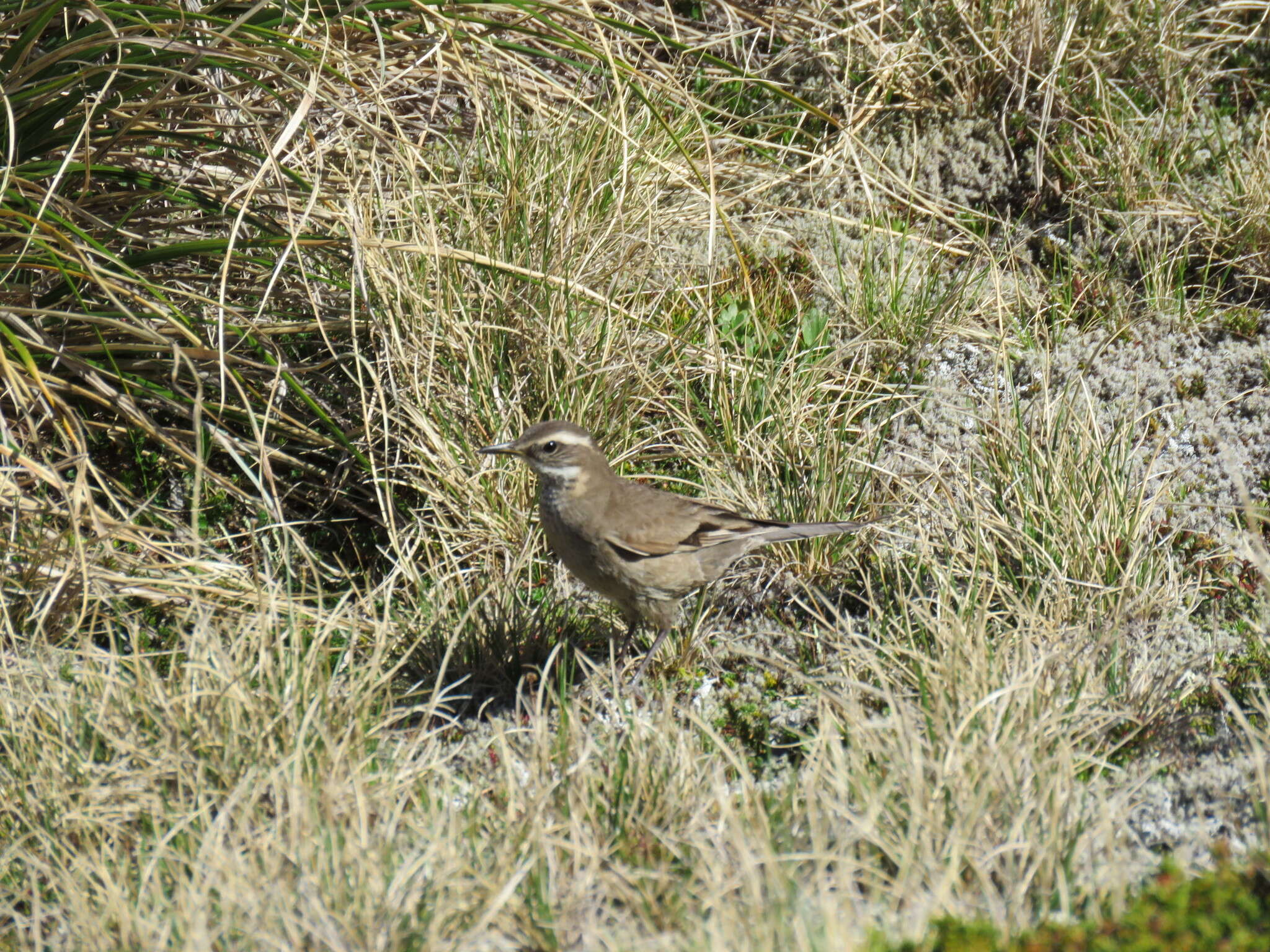 Image of Bar-winged cinclodes