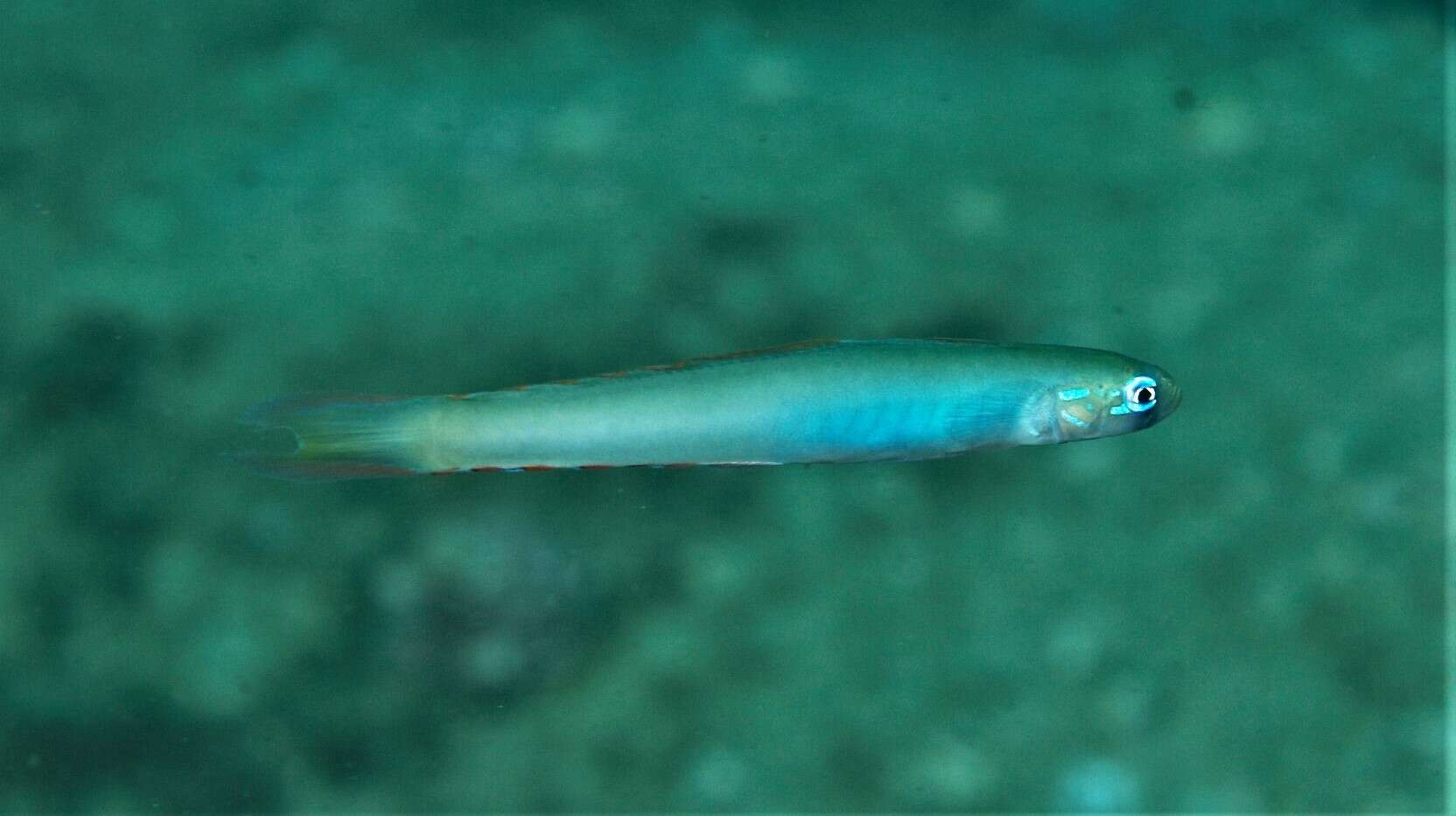 Image of Lyre-tail dart goby