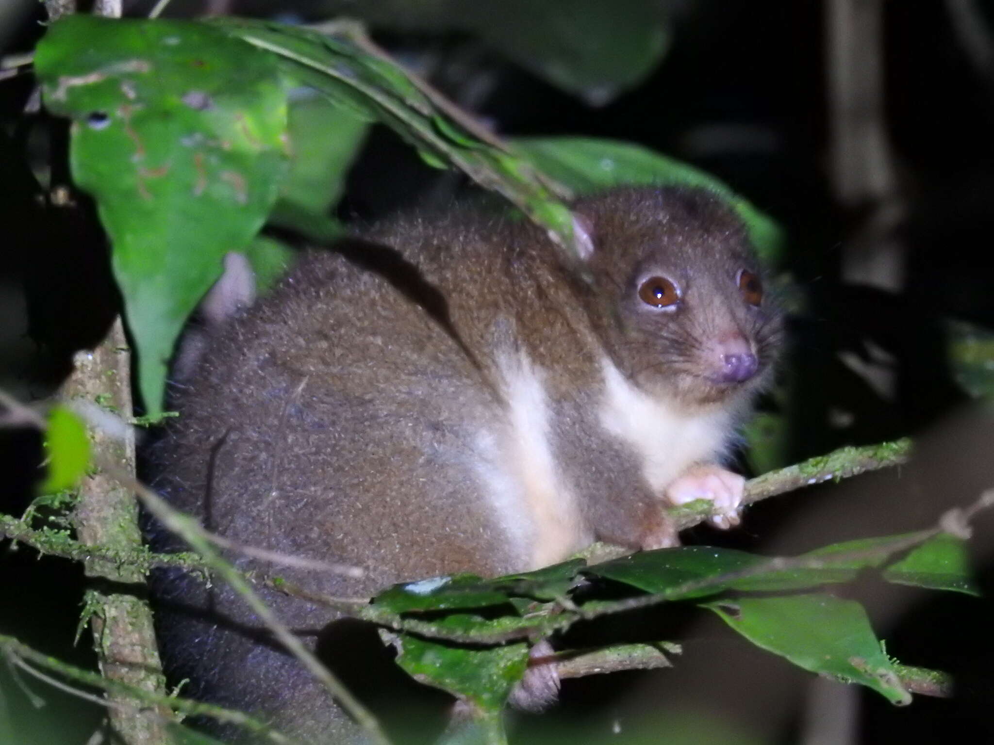 Image of Herbert River Ringtail Possum