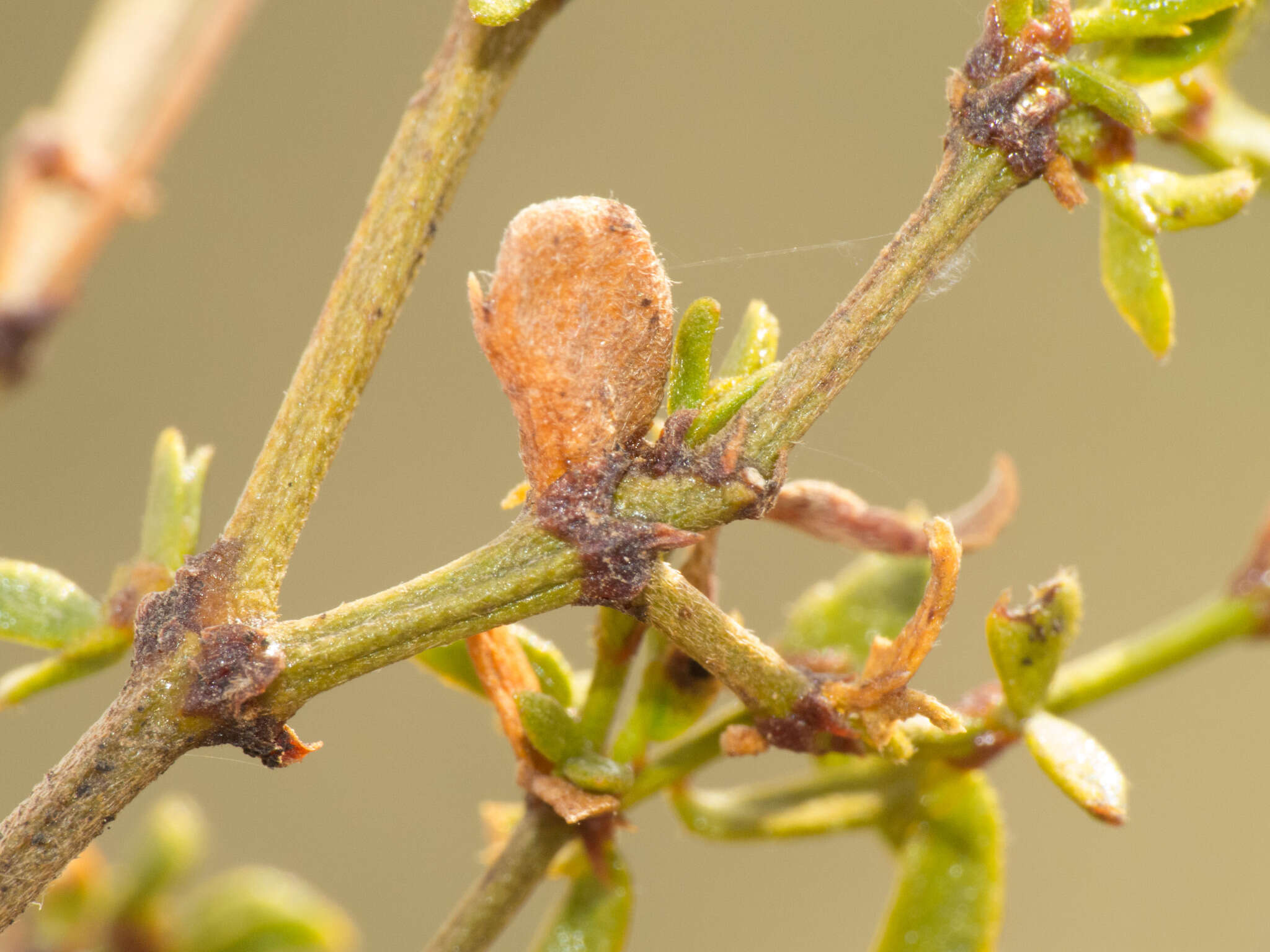 Image de Asphondylia discalis Gagne 1990