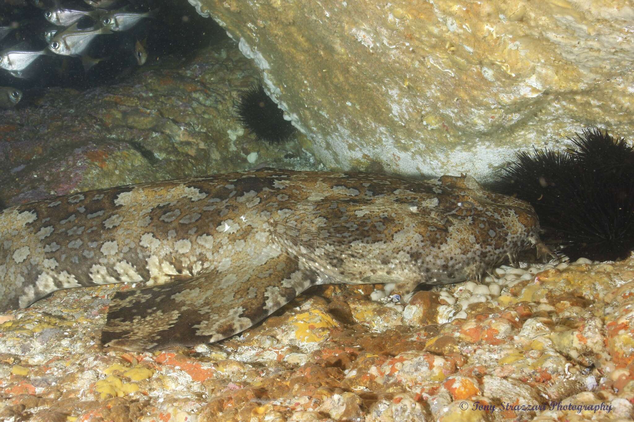 Image of Banded Wobbegong