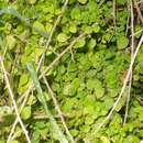 Image of California pellitory