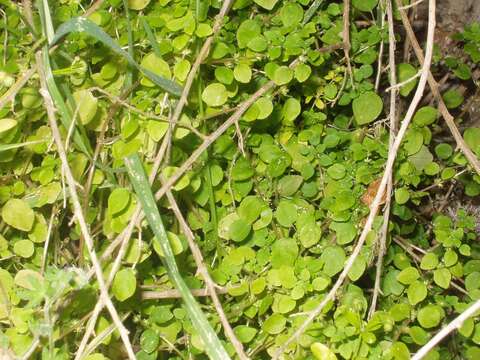 Image of California pellitory