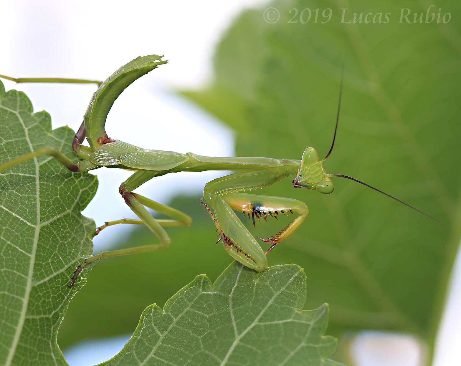 Image of Stagmatoptera hyaloptera Perty 1833