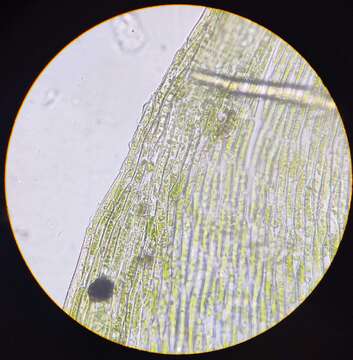 Image of brachythecium moss