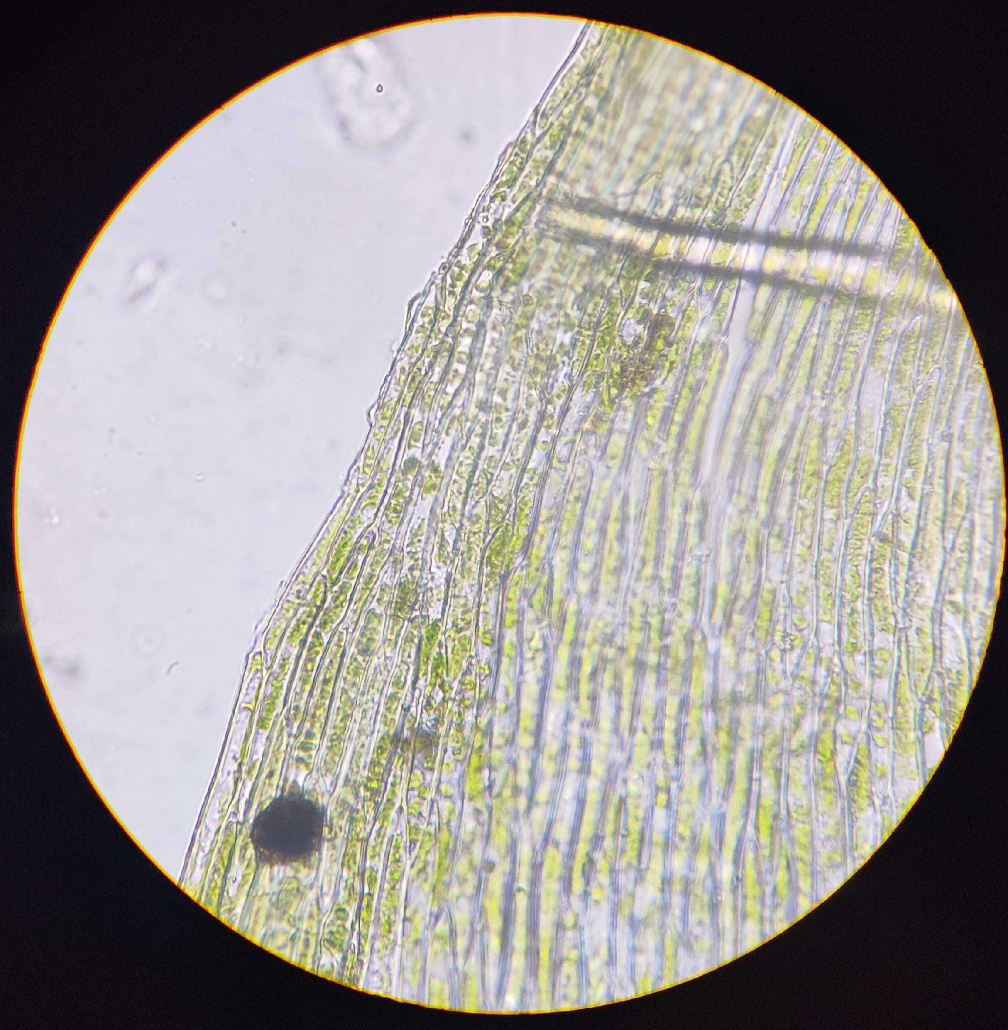 صورة Brachythecium salebrosum W. P. Schimper ex B. S. G. 1853