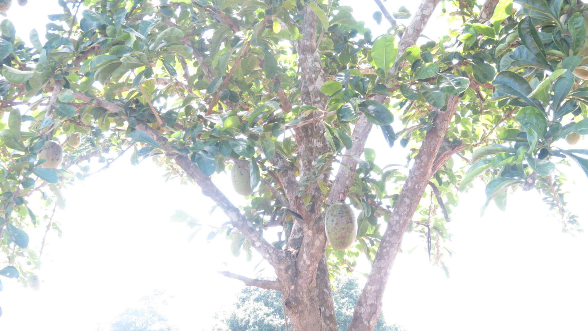 Image of common calabash tree