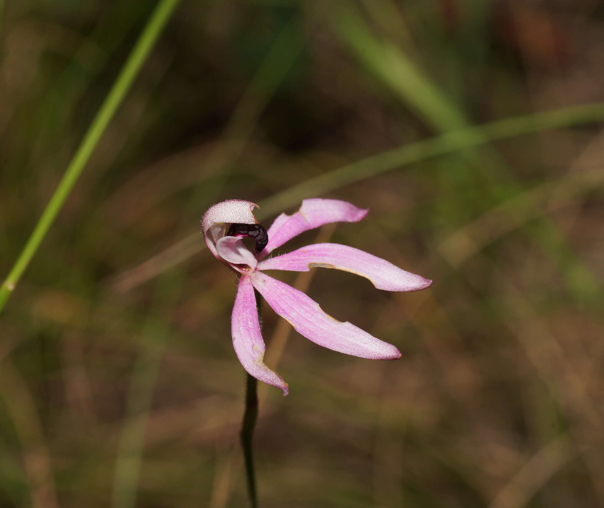 Image of Black-tongue caladenia