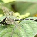 صورة Merogomphus longistigma (Fraser 1922)