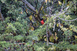 Image of Crimson-breasted Gonolek