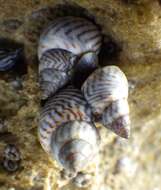 Image of zebra periwinkle