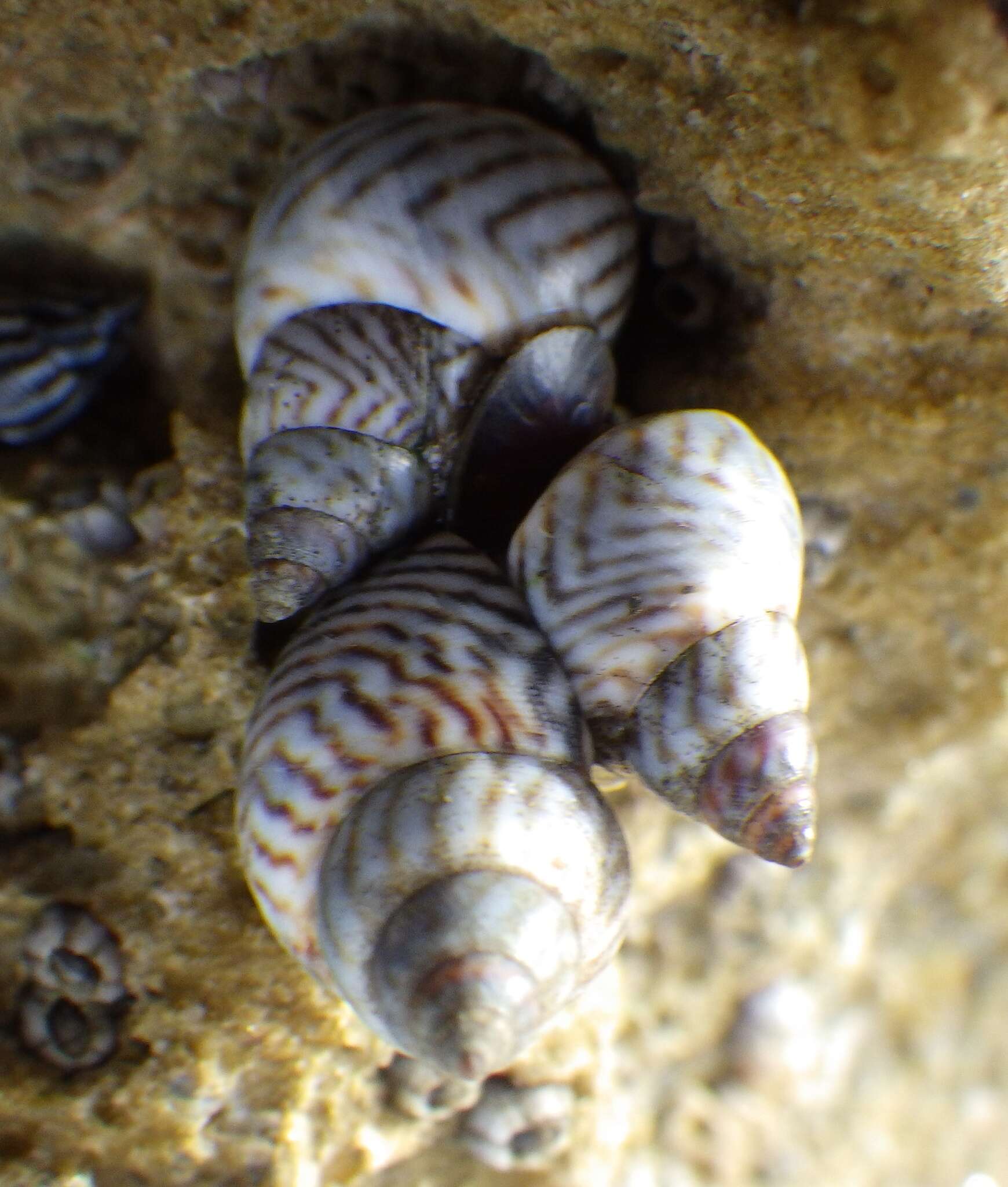 Image of zebra periwinkle