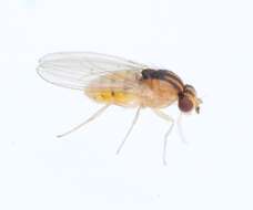 Image of Hirtodrosophila trivittata (Strobl 1893)