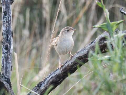 Image of Grass Wren