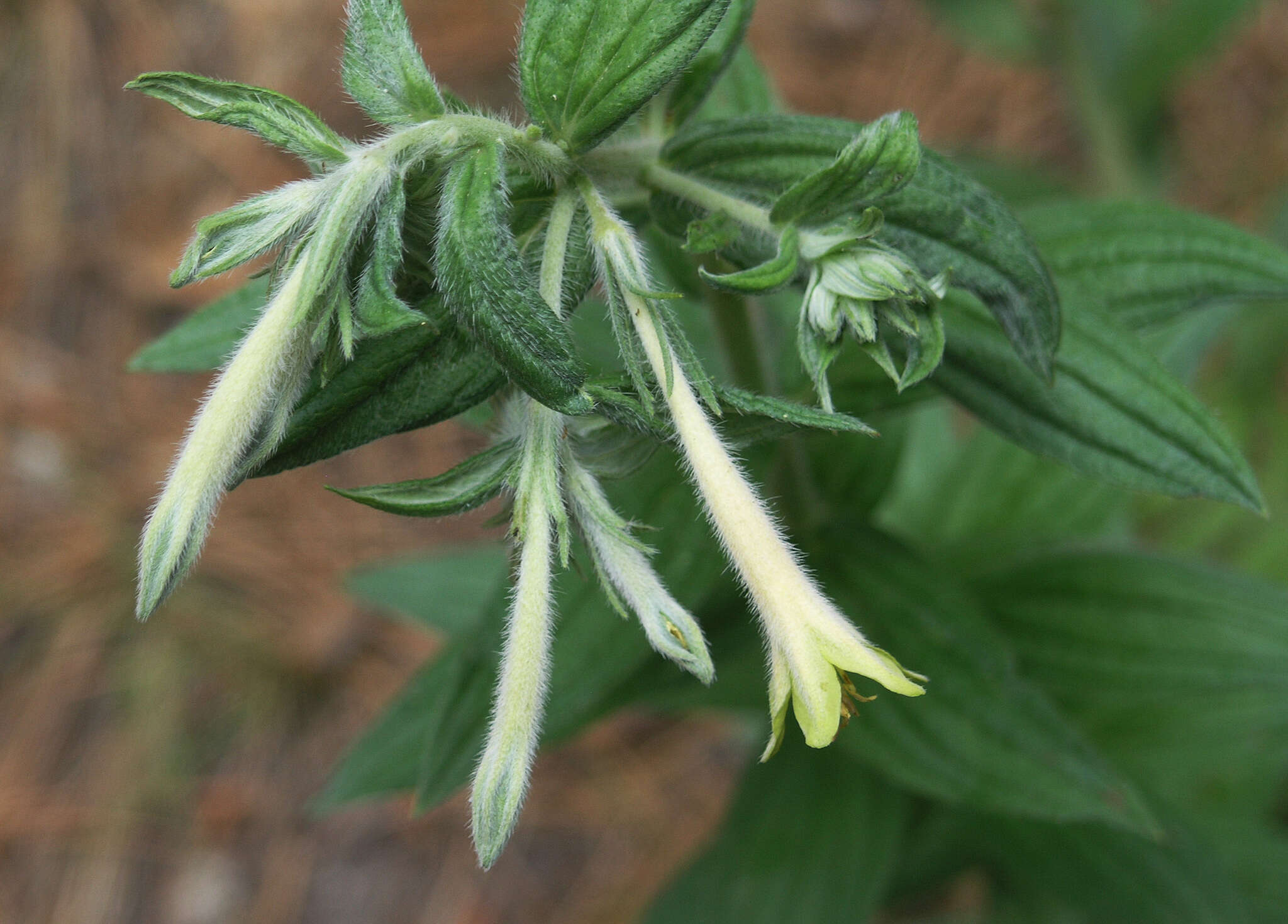 Image of giant-trumpets