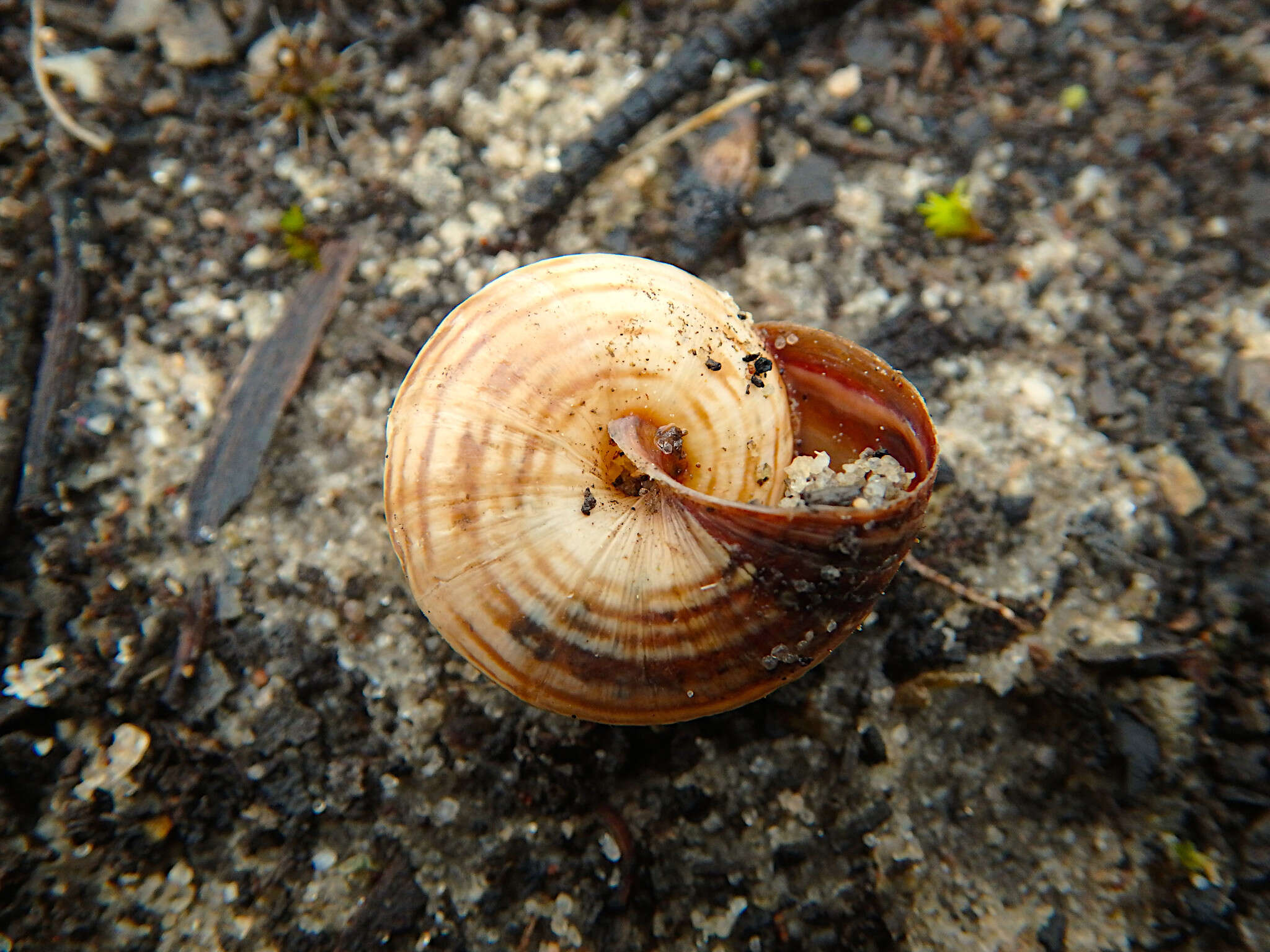 Image of Maritime gardensnail