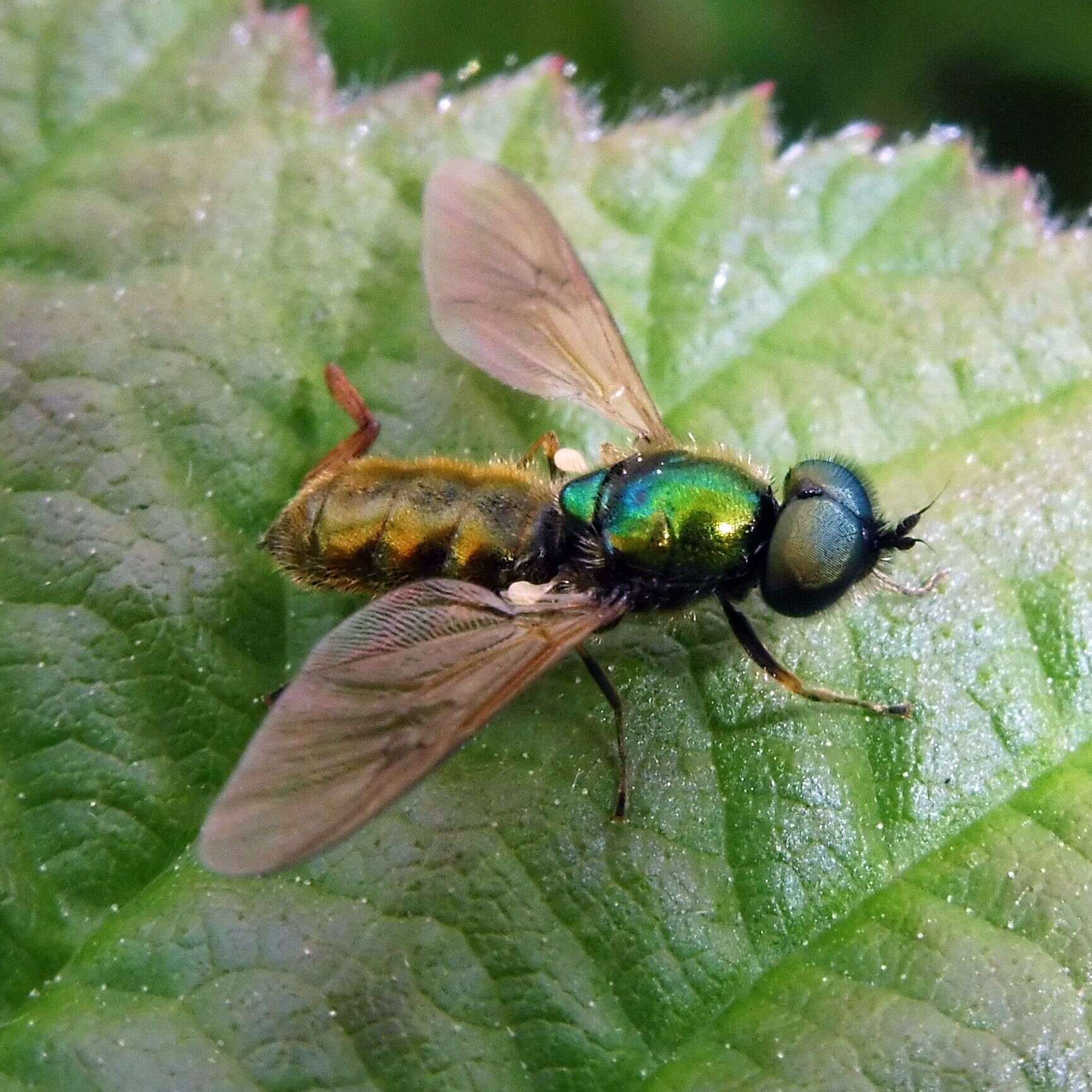 Sivun Chloromyia formosa (Scopoli 1763) kuva