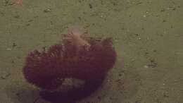 Image of full-flowered sea pen