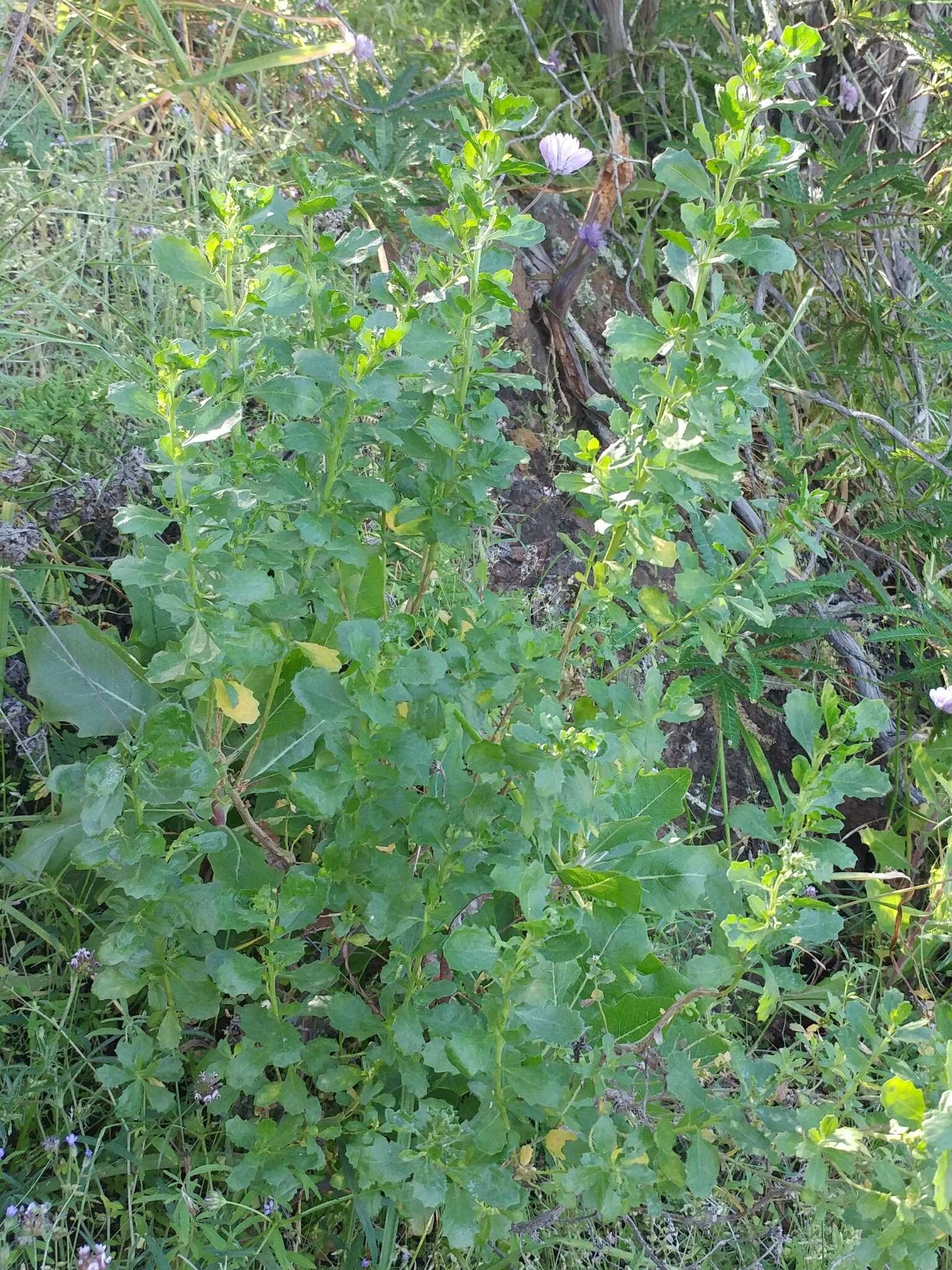 Image of Baccharis pilularis subsp. consanguinea (DC.) C. B. Wolf