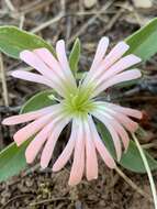 Image of Klamath Mountain catchfly