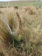 Image of Aciphylla subflabellata W. R. B. Oliv.