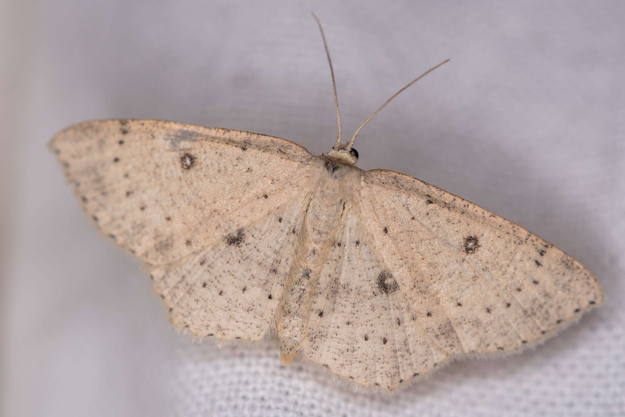 صورة Cyclophora albipunctata Hüfnagel 1767