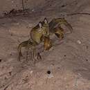 Image of Kimberley ghost crab