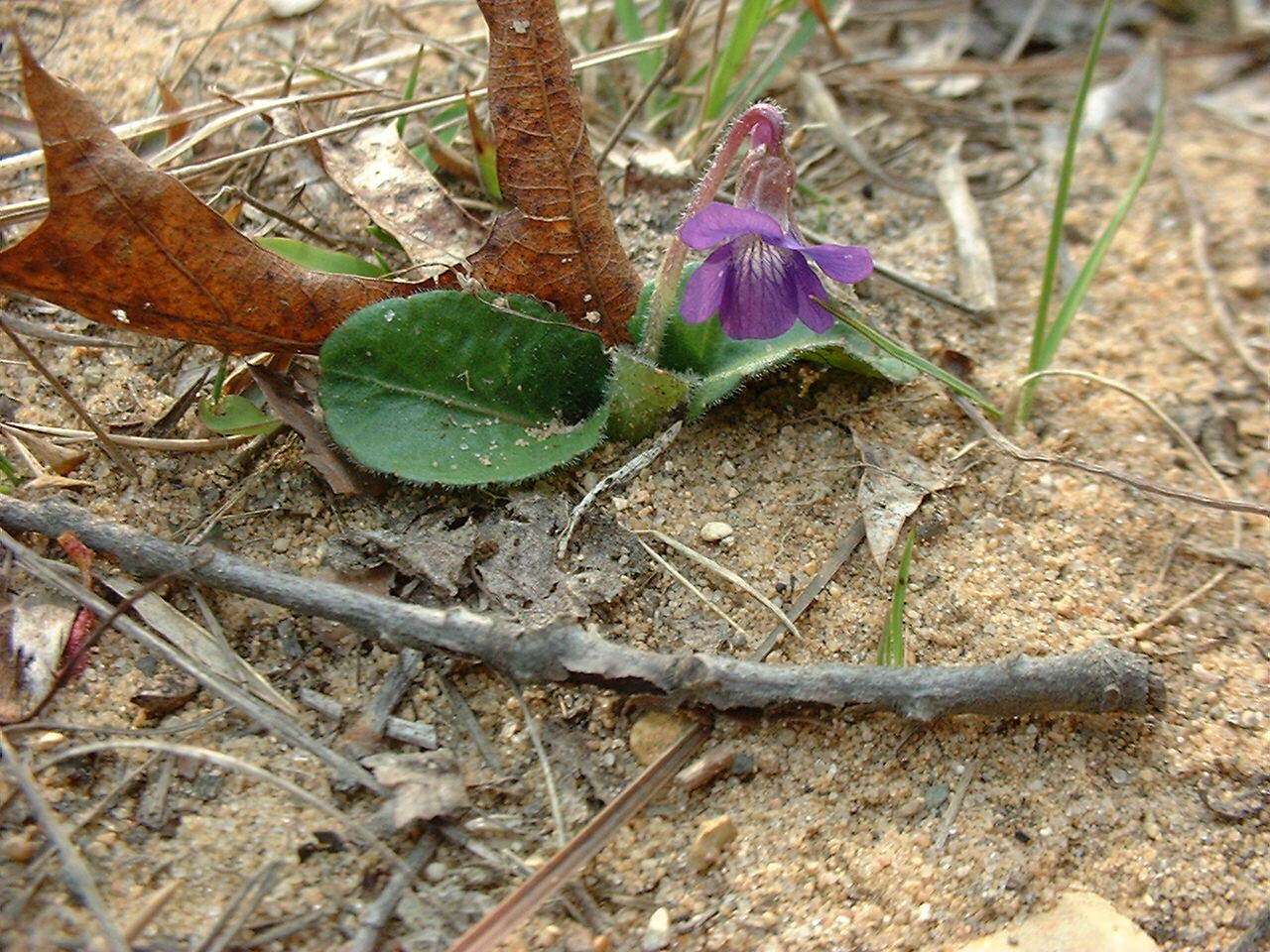 Sivun Viola sagittata var. ovata (Nutt.) Torr. & A. Gray kuva