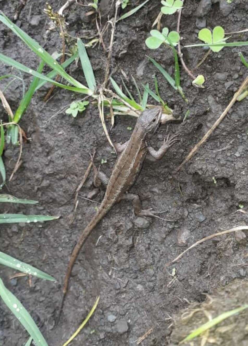 Image of Duméril's Whorltail Iguana