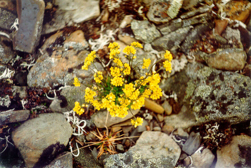 Image of alpine draba