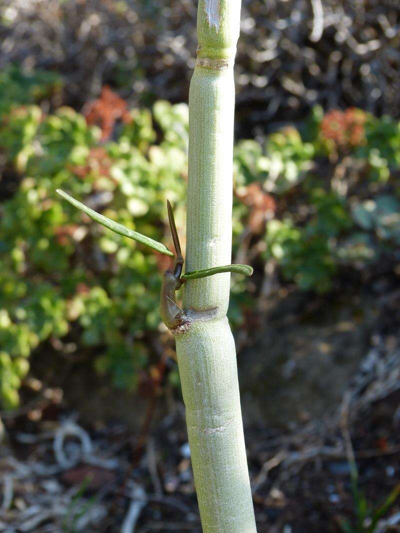 Plancia ëd Ceropegia dichotoma subsp. dichotoma