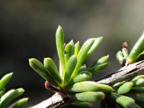 Imagem de Adenostoma fasciculatum var. obtusifolium S. Wats.