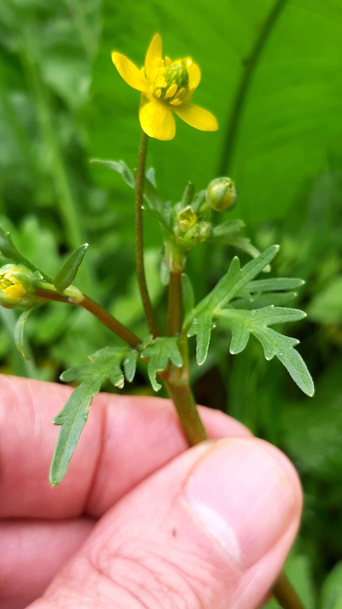 Image of threelobe buttercup