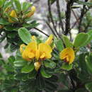 صورة <i>Pultenaea millarii</i>