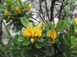 صورة <i>Pultenaea millarii</i>