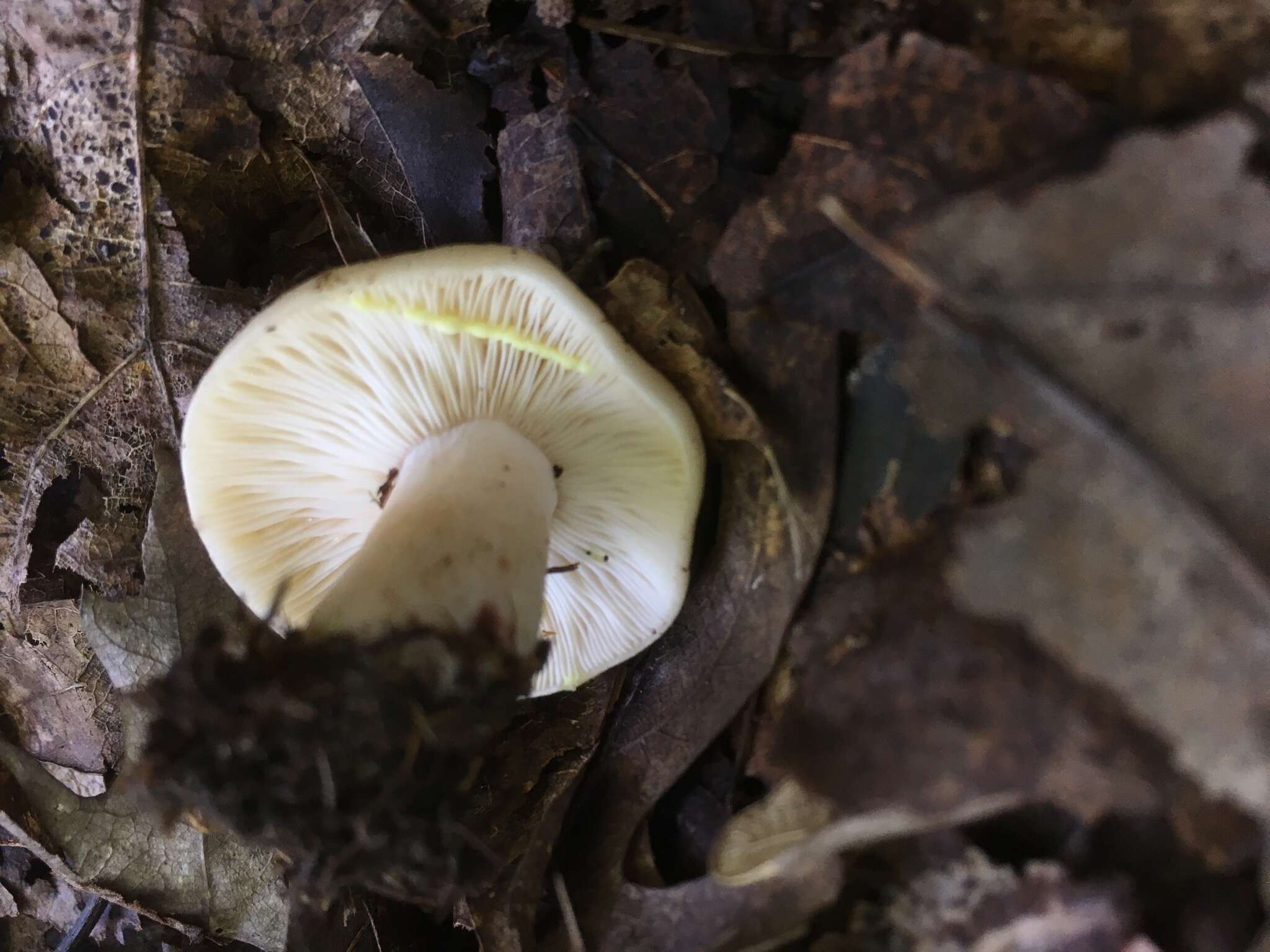 Image of Lactarius chrysorrheus Fr. 1838