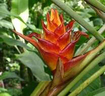 Image of Heliconia atropurpurea G. S. Daniels & F. G. Stiles