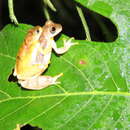 Image of Dendropsophus delarivai (Köhler & Lötters 2001)