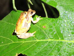 Image of Dendropsophus delarivai (Köhler & Lötters 2001)