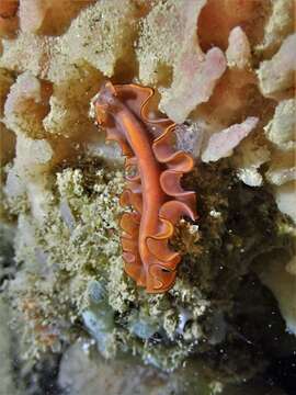 Image of red-rim flatworm