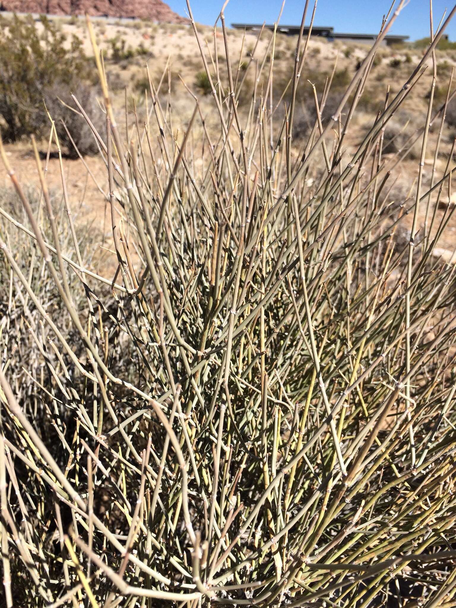 Image of Gray Ephedra