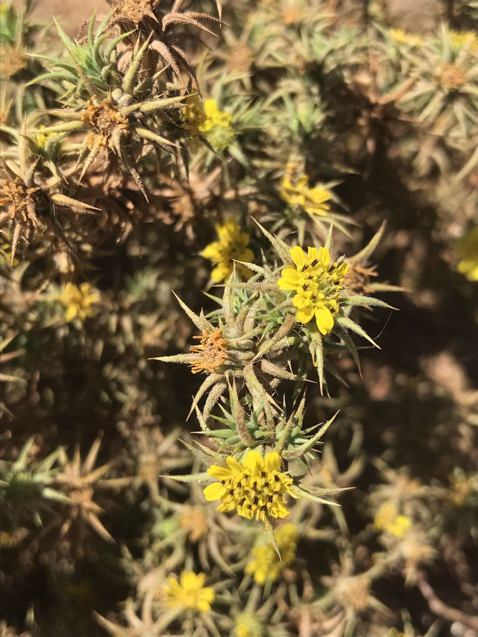 Image of Centromadia perennis Greene