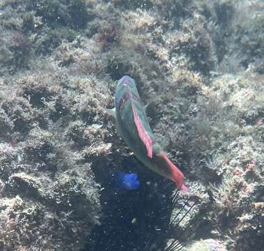 Image of Wounded wrasse